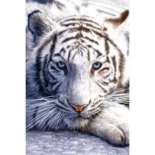  White Tiger Cubs Poster Print, 36x24