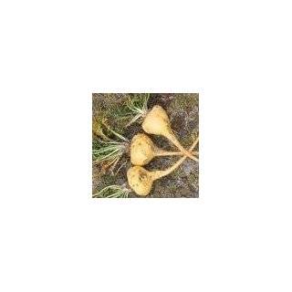  ** 7 AMERICAN GINSENG SEEDS ** ENERGIZE #1072 Patio 