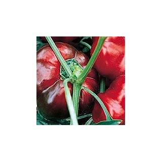    Organic Corno Di Toro Sweet Pepper   50 Seeds Patio, Lawn & Garden