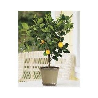   Year Old Improved Meyer Lemon Tree in Growers Pot, 3 Year Warranty
