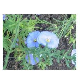  Blue Flax (Linum Perenne) Perennial, 2 grams of Seeds 