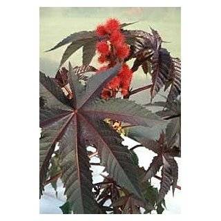  Giant Zanzibar Castor Bean 7 Seeds  Ricinus  Green Leaf 