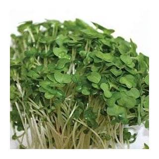 Broccoli Microgreens Sprouts 2000 Seeds Great Flavor