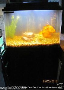 Marineland 37 Gallon High Aquarium Fish Tank with Stand Complete Set Up Mint