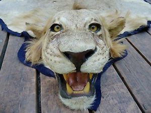African Lion Skin Rug Mount Male 10ft Long