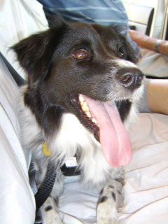 Dog Car Seat Belt Harness Adjustable Vehicle Pet Safety Seatbelt Medium Black