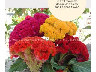 Cockscomb Seed ★ 100 Mix Color Cockscomb Flower Bright Ornamental Color