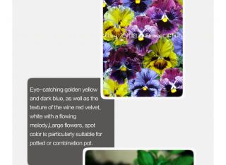 Pansy Seed ★ 30 Wavy Viola Tricolor Pansy Flowers Mix Color Popular Plant