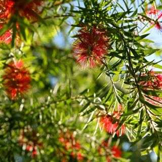 Bottlebrush Tree Callistemon Rigidus Live Hummingbird Feeder Plant Red Flowers