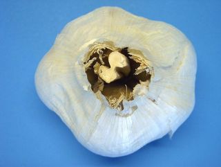 K198K Elephant Garlic Whole Bulb 7 oz 5 Cloves Fresh Seed Cooking Seeds Free s H