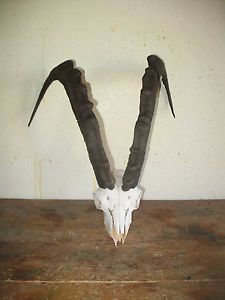 Texas Nubian Ibex Goat Sheep European Skull Sheds Taxidermy Antlers Crafts