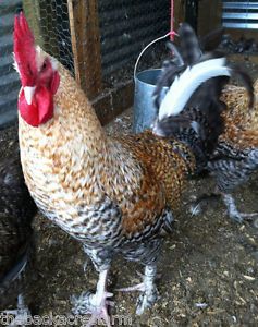 Fertile Chicken Eggs Poultry