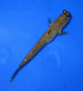Indian Mudskippers Fish Live Freshwater Fish