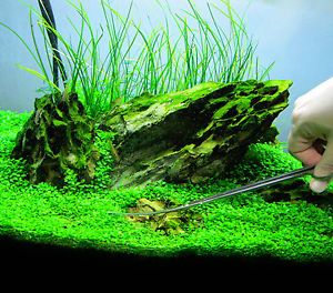 Glossostigma Elatinoides 20x Piece Live Aquarium Plant Fish Tank Java New CO2