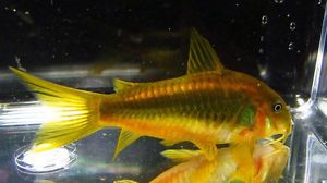 Orange Laser Corydoras Cory Catfish Live Freshwater Aquarium Fish
