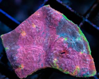RW Rainbow Chalice Frag Live Saltwater Coral