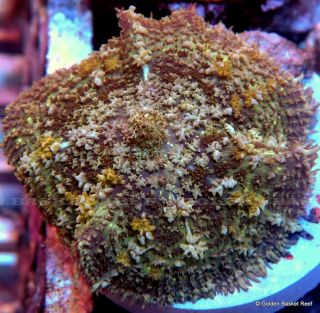 Live Coral Orange Polyp Green Giant Rhodactis Mushroom
