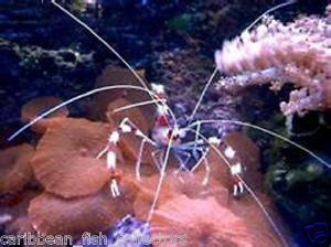 Coral Banded Shrimp Live Saltwater Fish Invertebrate