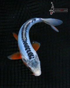 7 5" Shusui Standard Fin Live Koi Fish Pond Garden NDK