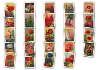 Vintage 20's French Flower Seed Label Images Clipart CD