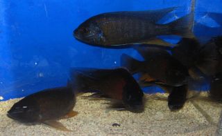 Red Fin Borleyi Kadango African Cichlid Live Freshwater Aquarium Fish