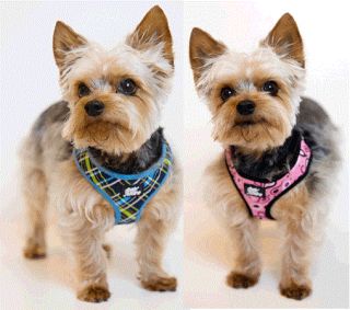 Pet Attire Designer Soft Dog Harness 2 Colors 3 Sizes Breathable Mesh