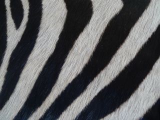 Zebra Printed Cowhide Rug Cow Hide Carpet