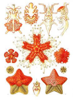 Ernst Haeckel Art Forms Nature Postcard Plate 40 Sea Star Starfish Asteroidea