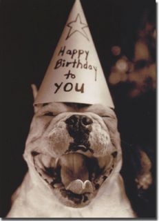 Dog in Party Hat Funny Birthday Card Greeting Card by Avanti Press