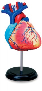 Human Heart Anatomy Model Puzzle 4D Kit 26052 Tedco Science Toys
