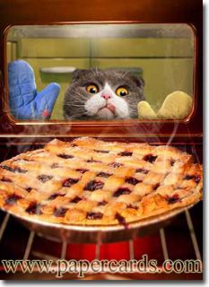Cat with Oven Mitts Funny Birthday Card Greeting Card by Avanti Press