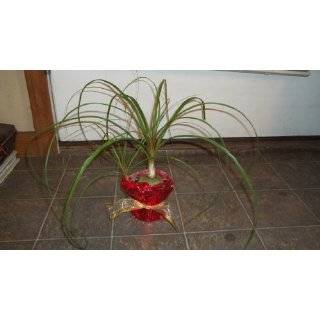  Ponytail Palm Plant   Beaucarnea   4 pot  Easy to Grow 