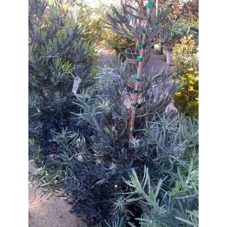  Podocarpus Japanese Yew Maki Lot of 6  One Gallon Pots 