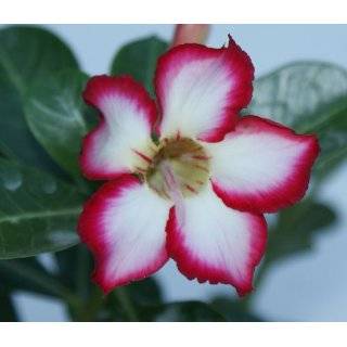   Desert Rose Live Plant Red or Pink Surprise Patio, Lawn & Garden