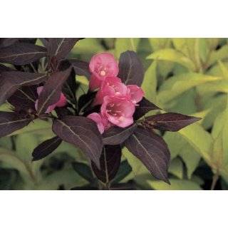 Fine Wine Weigela   Perennial Shrub   Pink Blooms   Proven Winners