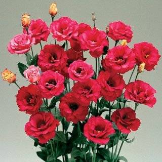 Arena Red Lisianthus   20 Seeds   Long Lasting Blooms